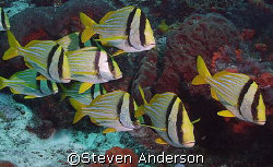 A school of Porkfish, taken in Cozumel. These fish are al... by Steven Anderson 